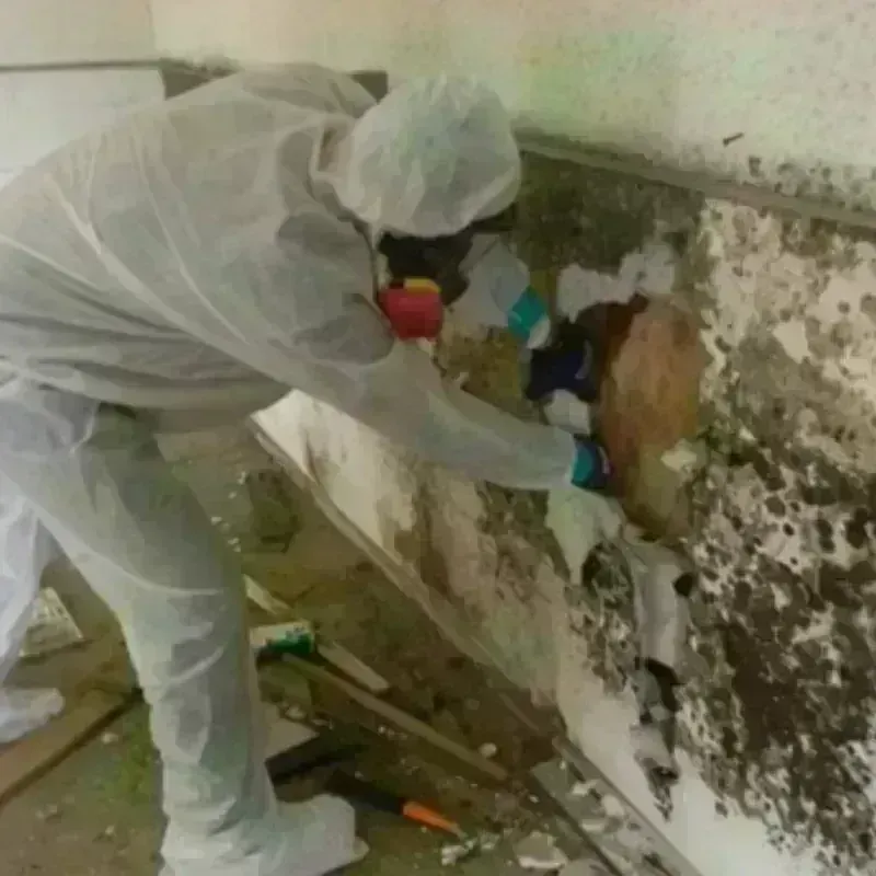 Mold Remediation and Removal in Prairie Grove, IL